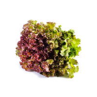 Red Leaf Lettuce - 1 Each